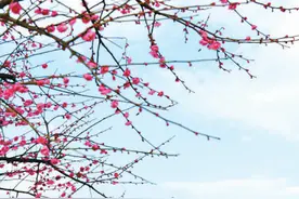 立春：健康养生自此始（二十四节气里的中医养生之道）图片