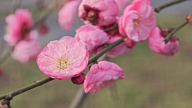 重庆大足：寒梅吐蕊迎新春 暗香浮动引客来