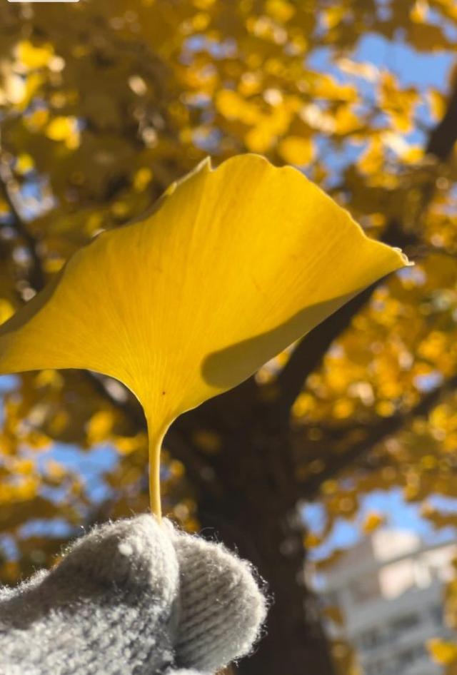 崂山区桐岭路成新晋顶流，银杏大道承包秋冬浪漫