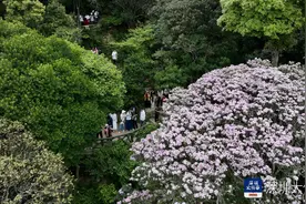 春天就要上春山！快来梧桐山打卡百年杜鹃花王图片