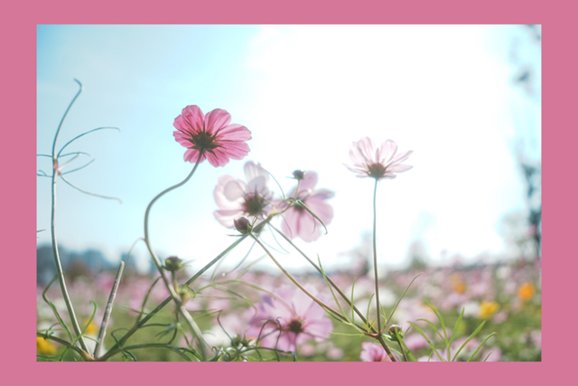 良渚荀甫路“秋花盲盒”已开！波斯菊海+治愈彩蛋，不仅好看还好拍！