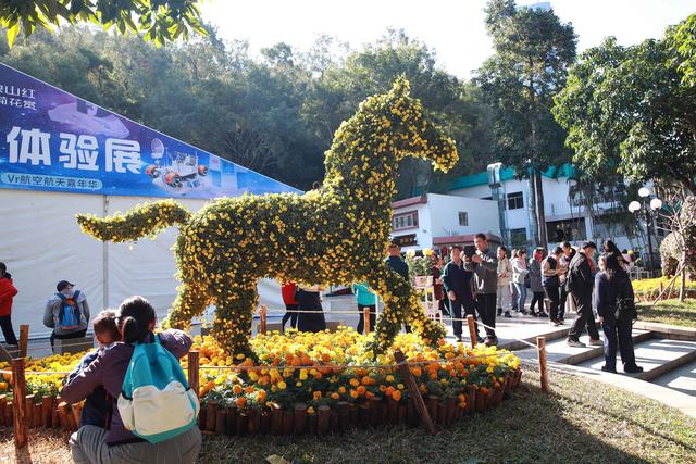 多图直击！第41届深圳东湖公园菊花花会开幕
