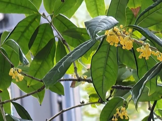 香香香！“秋日限定香”太上头了↗↗但路边的桂花能捡回家吃吗？别捡！别吃！