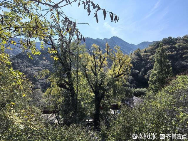 杠赛来！泰安玉泉寺初秋渐入佳境，古寺、银杏、热茶，慢享初秋时光