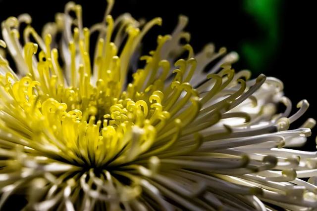 秦淮花事 | 甘熙宅第赏菊正当时（文末有彩蛋）