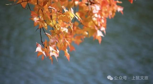 阳明湖最新“枫”情预告