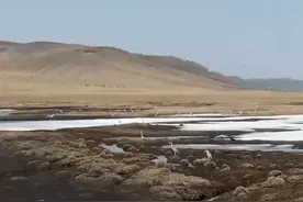 内蒙古科右前旗：鸟语花香 苍鹭翩跹图片