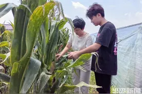 一根玉米最高卖3块！地头开起科技小院，学生与“老把式”携手开辟新农业图片