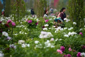 赏花踏青乐享春日美景 清明假期四川文旅市场人气旺图片
