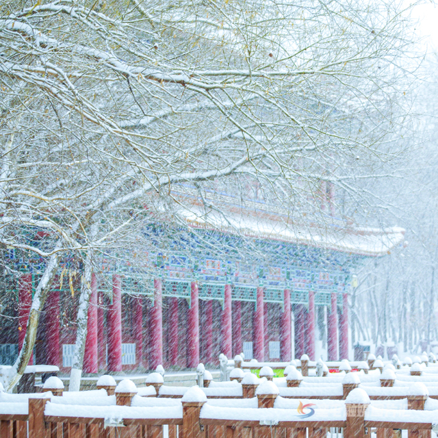 2026在奎屯丨落雪染冬色 烟火暖人心 知己常相伴