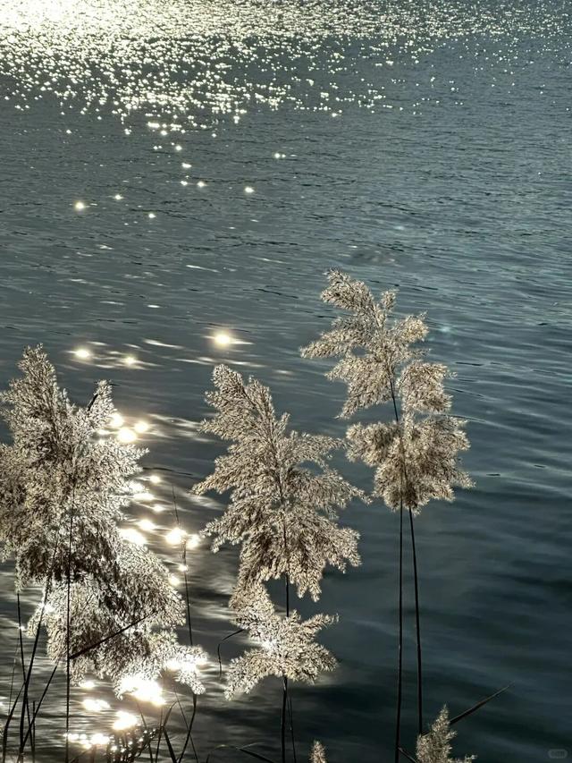 山东秋天的限定「色卡」，你集齐了吗？