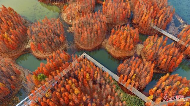 “水上森林”景独好