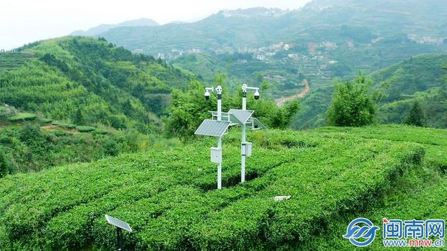 泉州产业蝶变密码丨当AI融入茶香 茶产业焕新出发