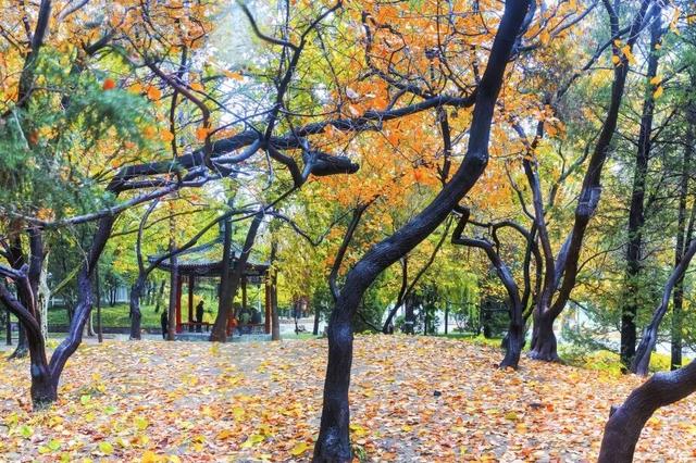 不必扎堆地坛公园！东城区赏秋攻略，一图收藏