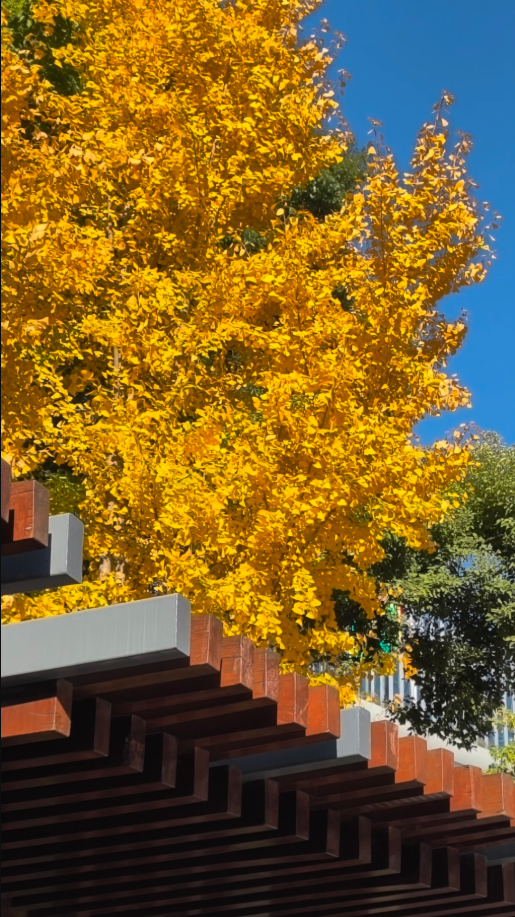 静安“银杏车站”迎来最美时刻！满眼的金色浪漫……（附全区银杏打卡点位）