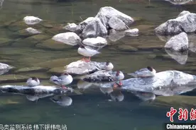 中华秋沙鸭连续3年在广东南水湖越冬图片