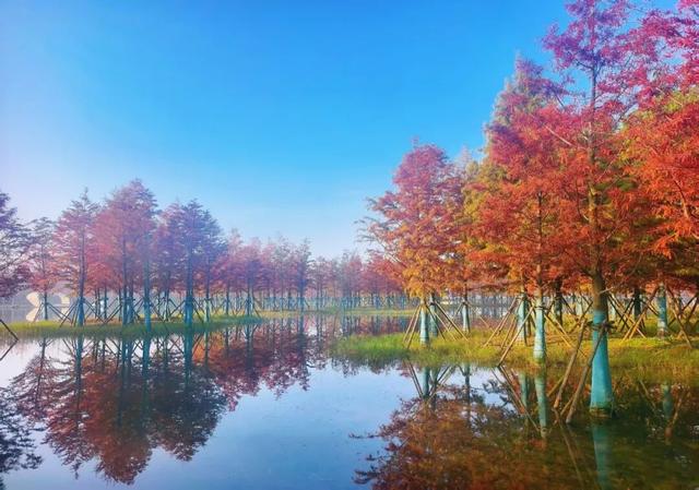 别再等了！淮南春申湖的秋日童话，现在去正好！