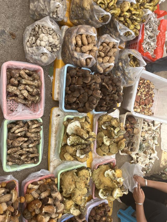 写点生活｜昆明避暑之菌菇篇
