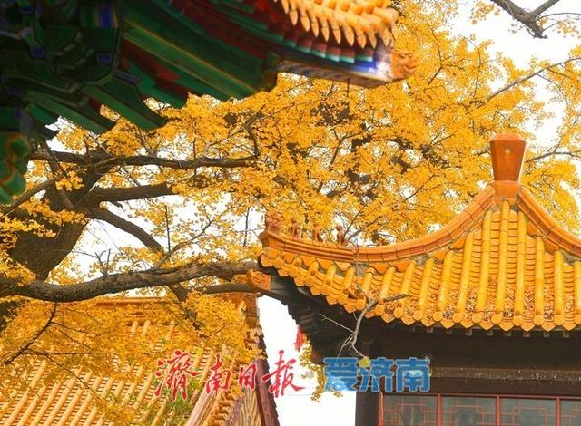 千年银杏披金甲，淌豆寺里醉深秋