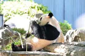 中国大熊猫欢迎活动在澳大利亚阿德莱德动物园举行图片