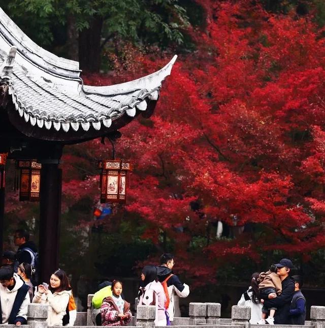 官宣：栖霞山进入最佳观赏期！