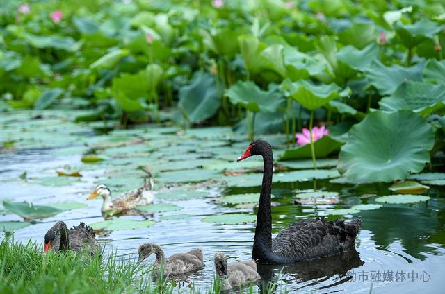 海鸥为何奔赴弥勒？原因找到了...