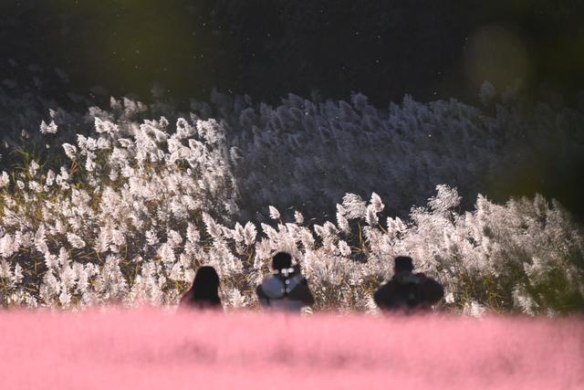 好浪漫！奥北森林公园粉黛乱子草形成梦幻景观