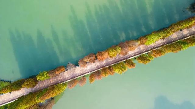 免费!超出片!这片「水上油画」,就在青白江这里→