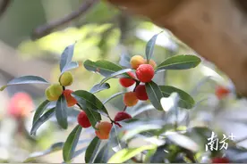 来从化良口遇见“梅”好，第十七届杨梅节来了图片