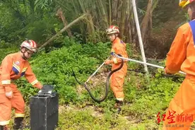 “顶级捕食者”频繁现身云南：大理一小学附近发现眼镜王蛇和50枚蛇蛋图片