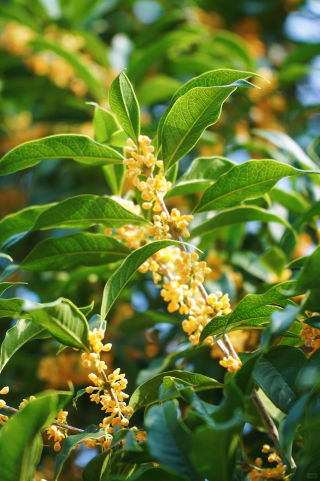 向日葵花海、满园桂花香！上海这个免费公园秋日氛围拉满→