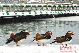 趣味横生！雪后北海公园好看又好玩图片