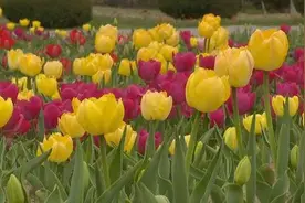 赏花正当时 游客共赴春日好光景图片
