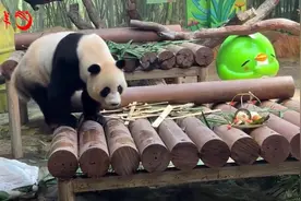 十周岁啦！全球唯一大熊猫三胞胎收获一座“熊猫城”图片