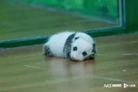 “老广”大熊猫满月，大摆满月宴！图片