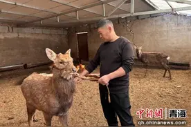海东市乐都区：特色养殖“鹿”子广图片