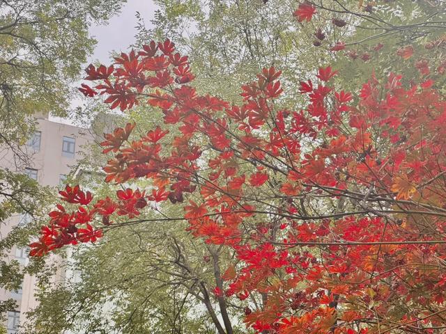 落叶缓扫点位公布!碑林这几片“落叶地毯”等你来打卡