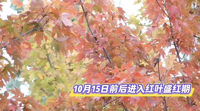 北京将迎新一轮降雨降温！赏红期预告来了！