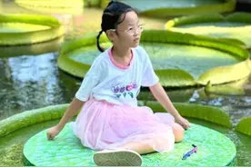 武汉萌娃坐王莲  以叶当舟体验“水上漂”图片