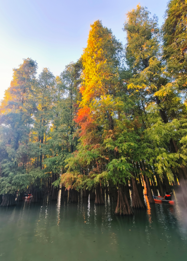 速报！七星岩落羽杉开始变红，快来get秋天的第一张大片