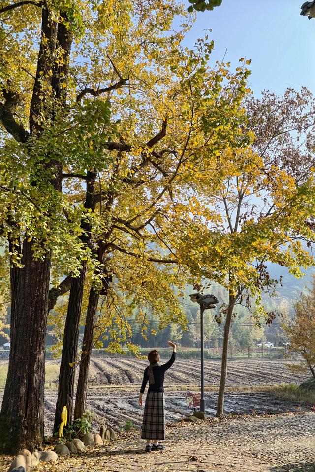 写点生活｜又见盛开在记忆深处的晚饭花