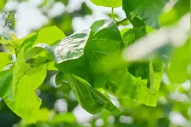 央视CCTV-1聚焦夏津黄河故道古桑树群：以桑治沙的绿色奇迹图片