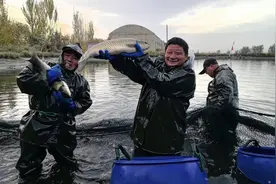 阿克苏市：养殖捕捞忙 鱼肥享丰收图片