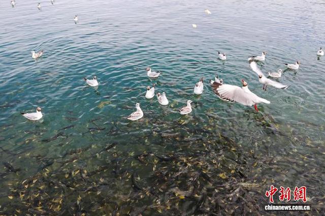 夏日青海湖盛景惹人醉