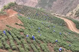 近20天抢采鲜茶6万斤 160余名洛阳采茶工“安营扎寨”通山茶园图片