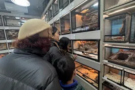 交汇点观察︱冷门动物催生“热经济”，异宠撬动百亿新赛道图片