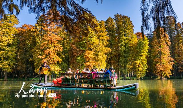 江苏兴化：湿地公园冬景如画