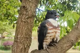首现！黑冠鹃隼“到访”沾益海峰湿地图片