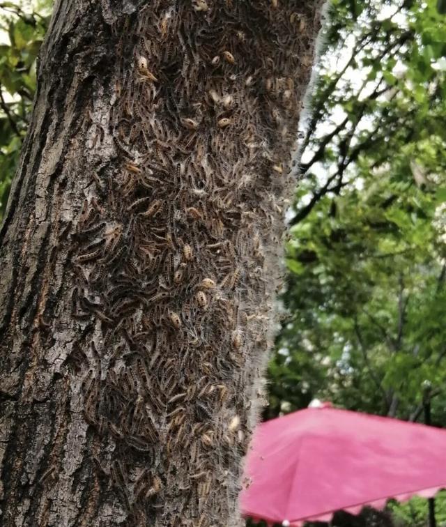 晚潮｜乌桕红时