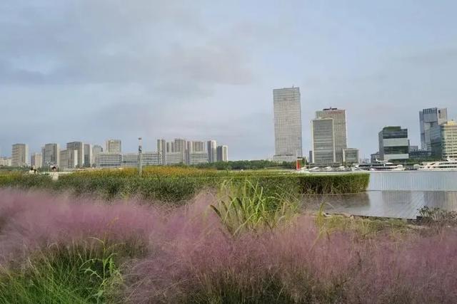 黄浦滨江：限定款“粉色秋景”已美翻，超多人来打卡！